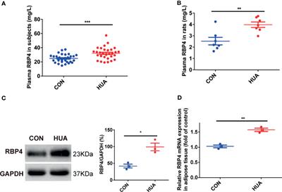 RBP4 Is Associated With Insulin Resistance in Hyperuricemia-Induced Rats and Patients With Hyperuricemia